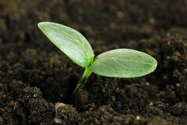 Plántulas verdes que crecen del suelo close-u — Foto de Stock