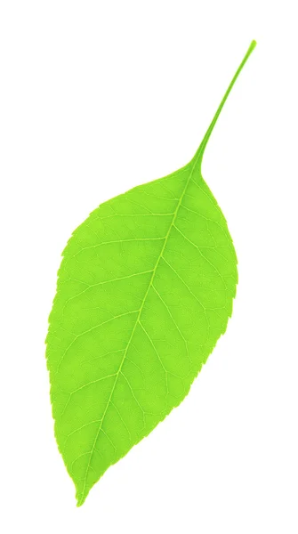 Зелений лист ізольований на білому — стокове фото