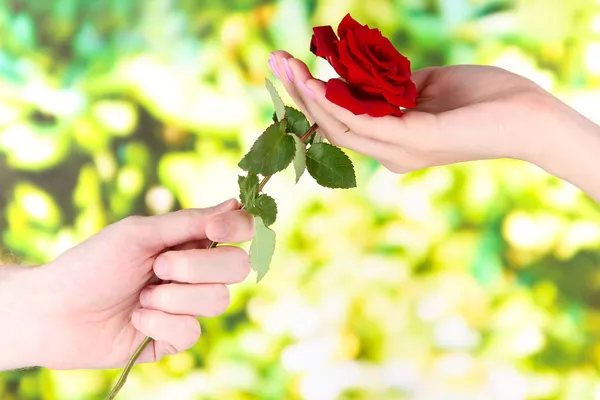 Man's hand giving a rose on bright background — Stock Photo, Image