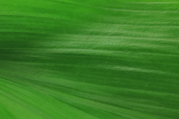 Zelené listy close-up pozadí — Stock fotografie