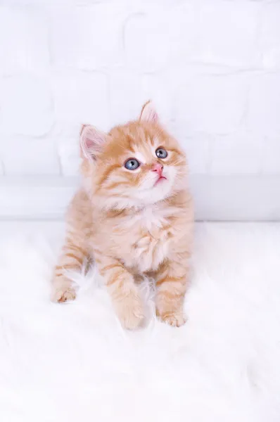 Lindo gatito rojo — Foto de Stock