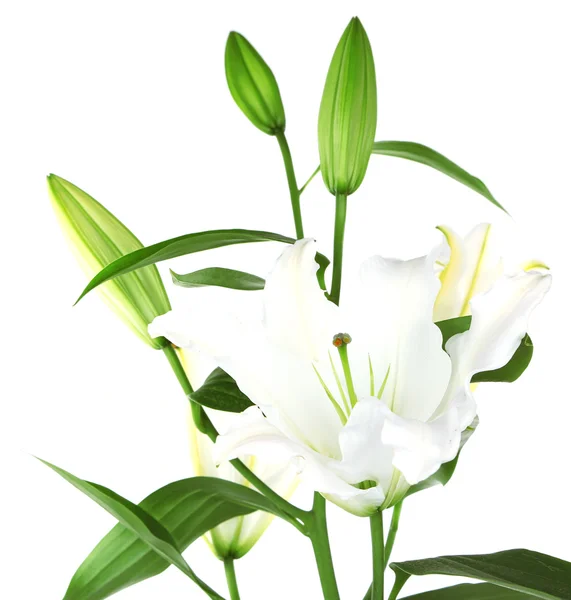 Beautiful lily — Stock Photo, Image