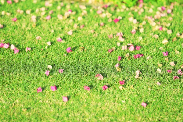 Bloemblaadjes op grond — Stockfoto