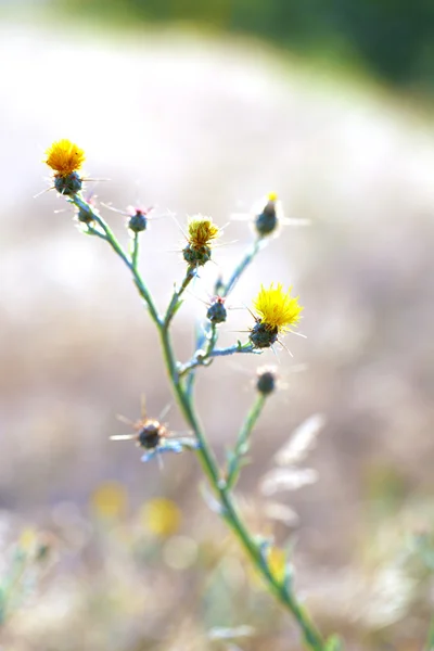 Beautiful wild flowers in field — Stock Photo, Image