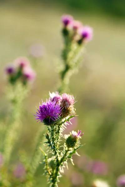 Schöne Wildblumen im Feld — Stockfoto