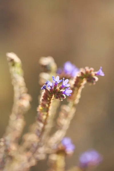 Hermosas flores silvestres en el campo — Foto de Stock