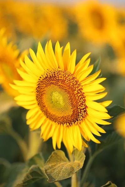 Beau champ de tournesols — Photo