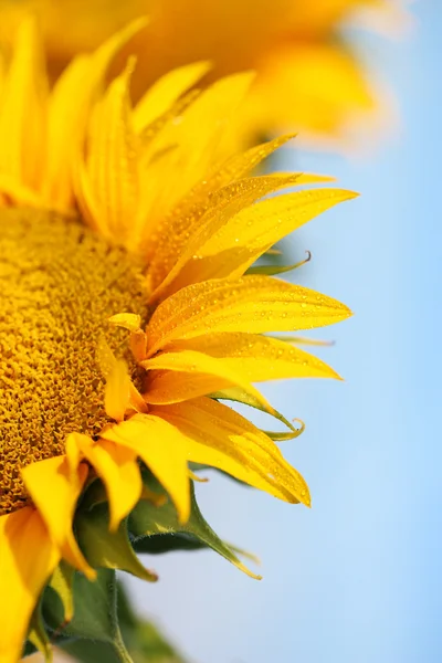 Pole słoneczników pięknych — Zdjęcie stockowe