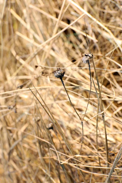 Hay фону — стокове фото