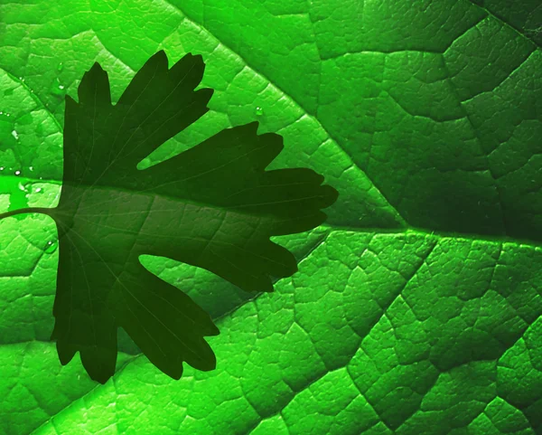 Bright leaf, close up — Stock Photo, Image