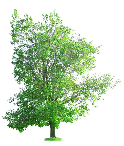Einzelner großer Baum — Stockfoto
