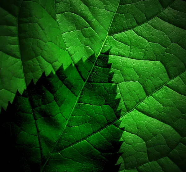 Hoja brillante, de cerca — Foto de Stock