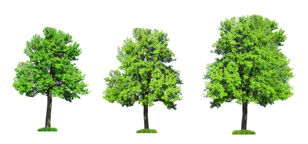 Grandi alberi secolari — Foto Stock
