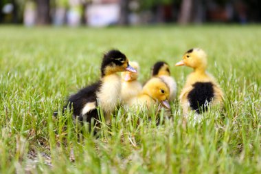küçük sevimli ördek yavrusu