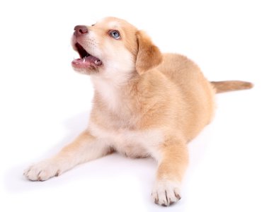 şirin golden retriever yavru