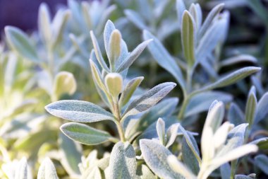 Bahçedeki güzel çiçekler, yakın plan.