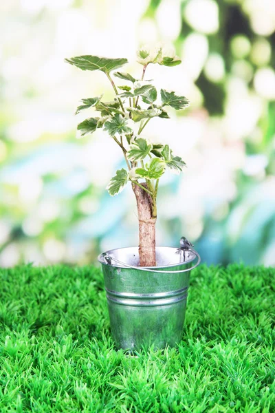 Pequeño árbol en cubo — Foto de Stock