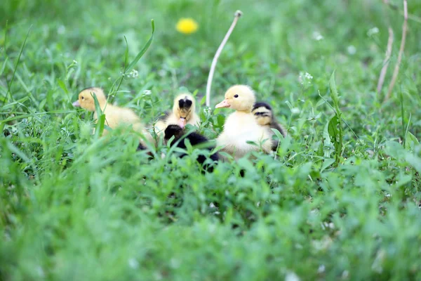 Kis aranyos kiskacsák — Stock Fotó