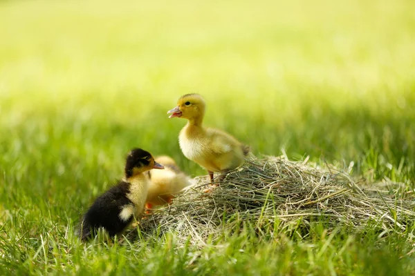 Piccoli anatroccoli carino — Foto Stock