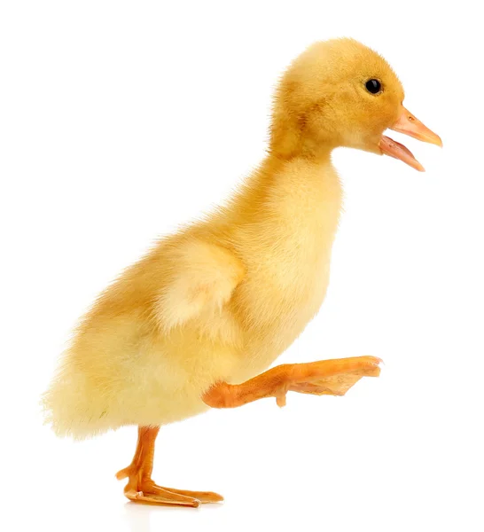 Little cute duckling — Stock Photo, Image