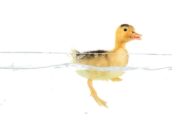 Floating little cute duckling — Stock Photo, Image