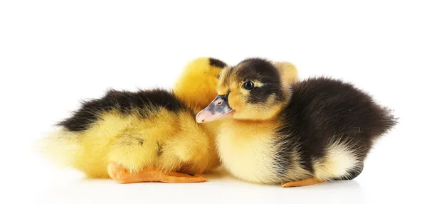 Little cute ducklings — Stock Photo, Image