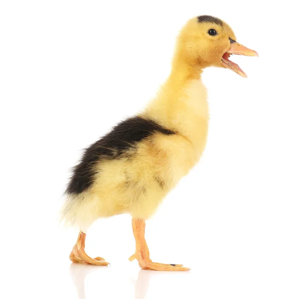 Pequeno patinho bonito — Fotografia de Stock