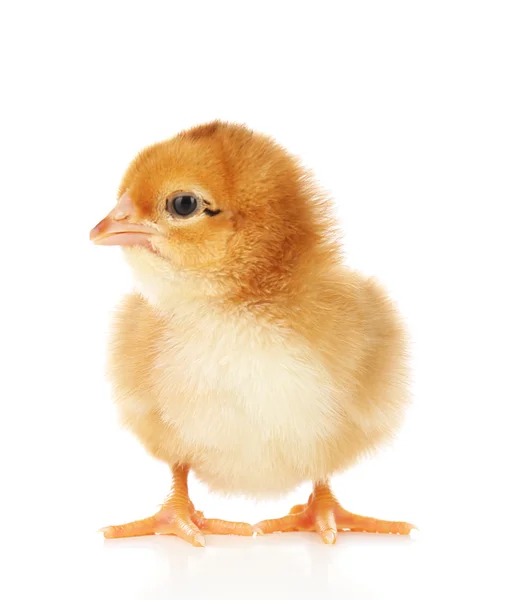 Kleines süßes Huhn — Stockfoto