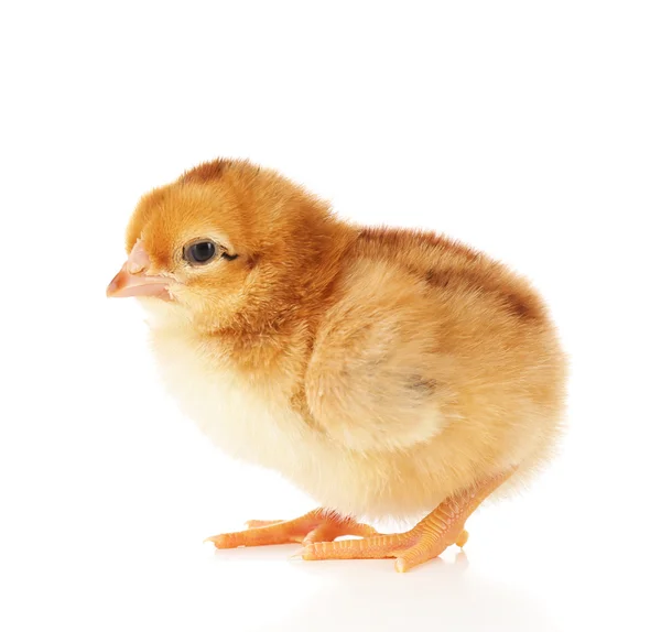 Pequeño pollo lindo — Foto de Stock