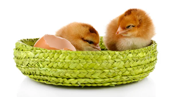Lilla söta kycklingar — Stockfoto