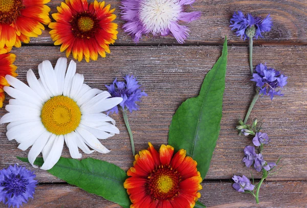 Schöne Wildblumen — Stockfoto