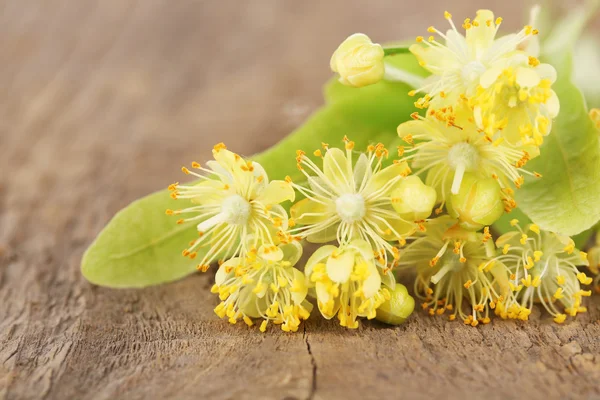 Branch of linden flowers — Stock Photo, Image