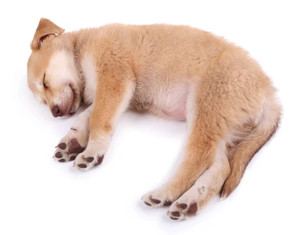 Pequeno filhote de cachorro Golden Retriever bonito — Fotografia de Stock