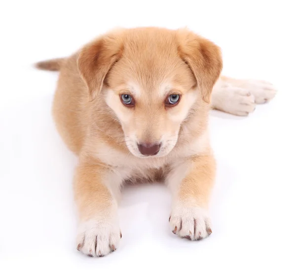 Mały ładny złoty Retriever — Zdjęcie stockowe