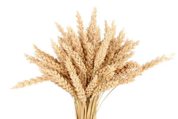 Sheaf of wheat — Stock Photo, Image