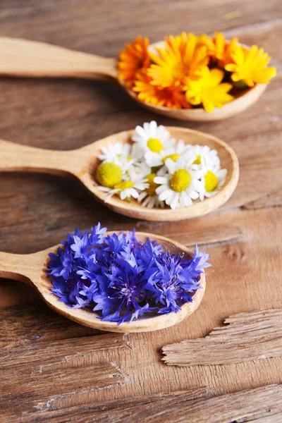 Fresh medical herbs — Stock Photo, Image