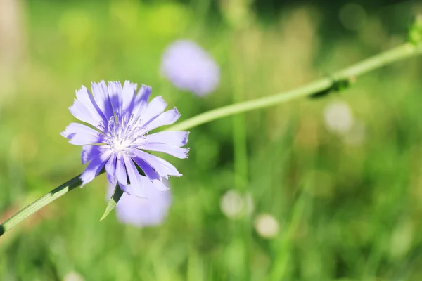 Bellissimi fiori in campo — Foto Stock