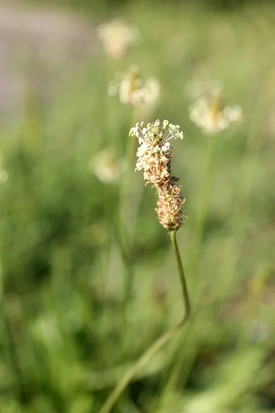 Natuur achtergrond — Stockfoto