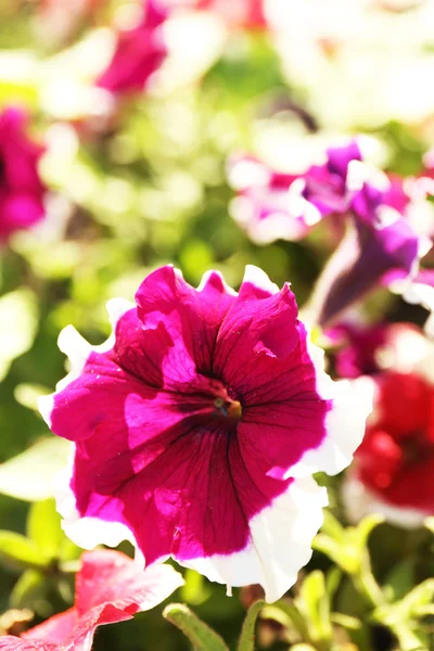 Piękne kwiaty w ogrodzie — Zdjęcie stockowe