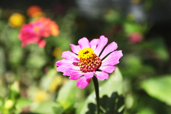 Bahçedeki güzel çiçekler — Stok fotoğraf