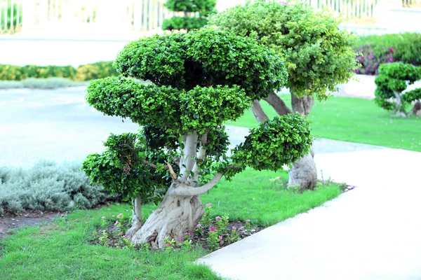 Hermoso árbol en el parque — Foto de Stock