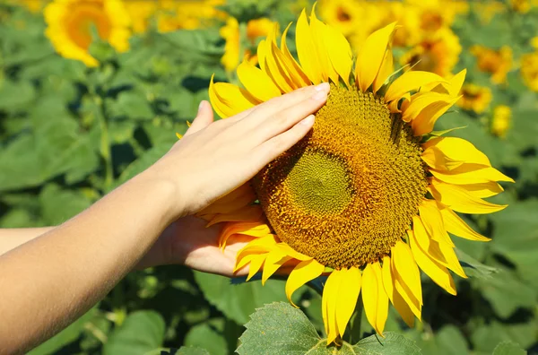 Mujer mano celebración sol flor — Foto de Stock