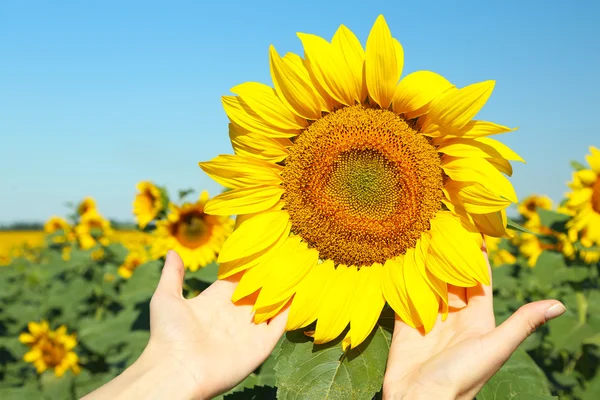 Vrouwelijke hand met zon bloem — Stockfoto