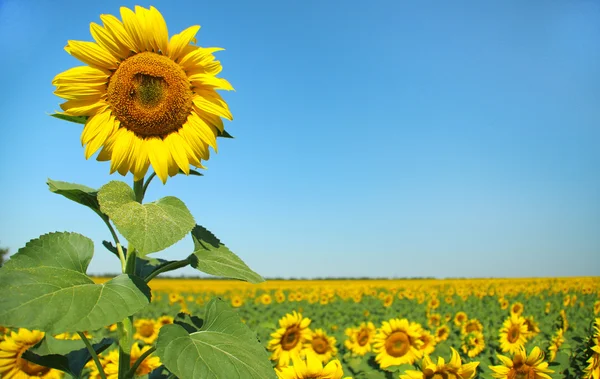 Beautiful sunflower in field — Stock Photo, Image