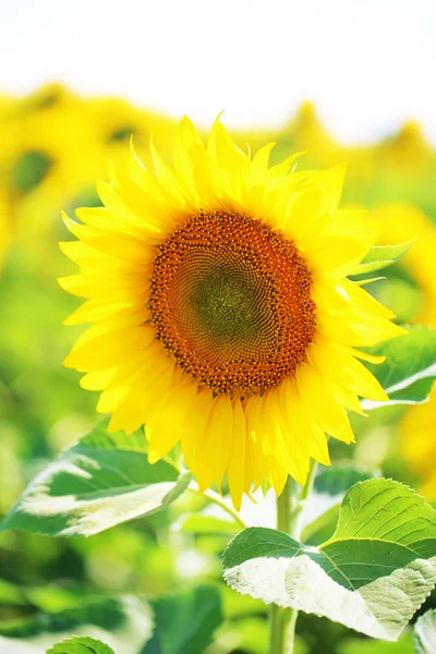 Bellissimo campo di girasoli — Foto Stock