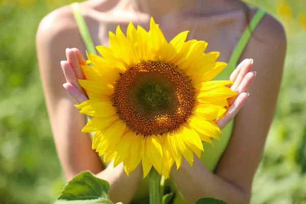 Beautiful sunflower in female hands — Stock Photo, Image