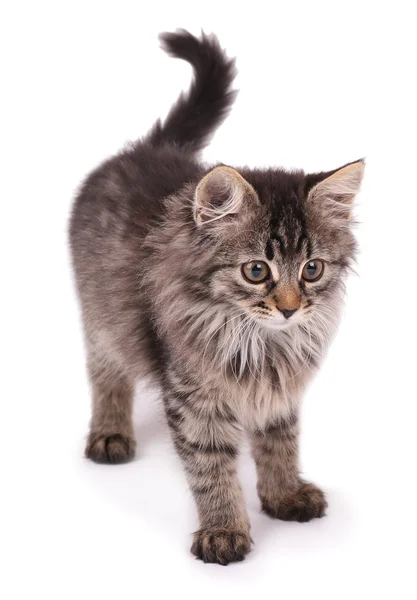 Gatinho bonito — Fotografia de Stock