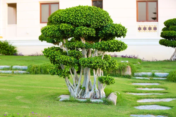 Beautiful tree in park — Stock Photo, Image