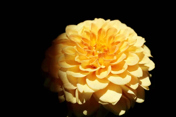 Dahlia flower in sunlight — Stock Photo, Image
