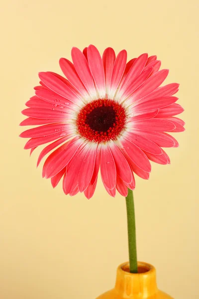 Hermosa flor gerber — Foto de Stock